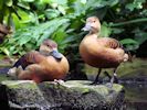 Lesser Whistling Duck (WWT Slimbridge June 2015) - pic by Nigel Key